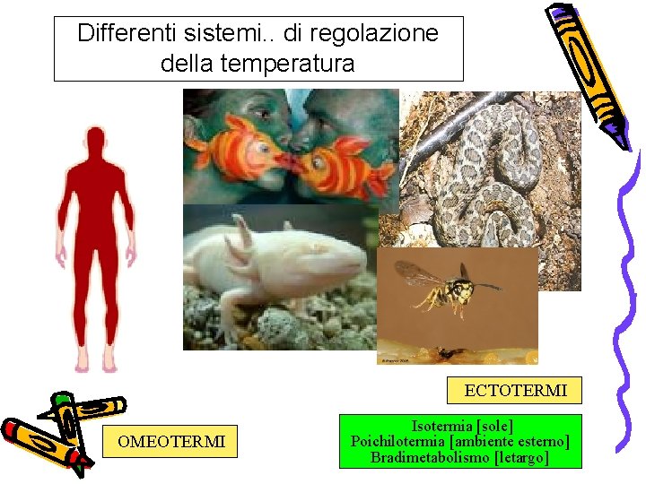 Differenti sistemi. . di regolazione della temperatura ECTOTERMI OMEOTERMI Isotermia [sole] Poichilotermia [ambiente esterno]