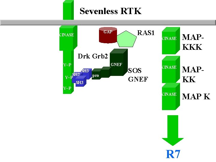 Sevenless RTK GAP KINASE RAS 1 KINASE MAPKKK Drk Grb 2 GNEF Y~P SH