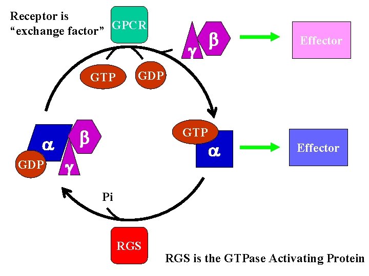 Receptor is “exchange factor” GPCR g GTP GDP Effector GDP b b GTP g