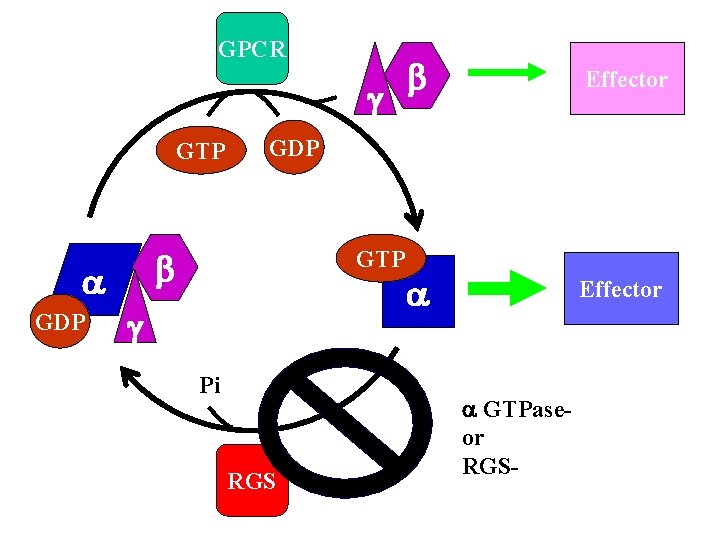 GPCR g GTP GDP Effector GDP b b GTP g Pi RGS GTPaseor RGS-