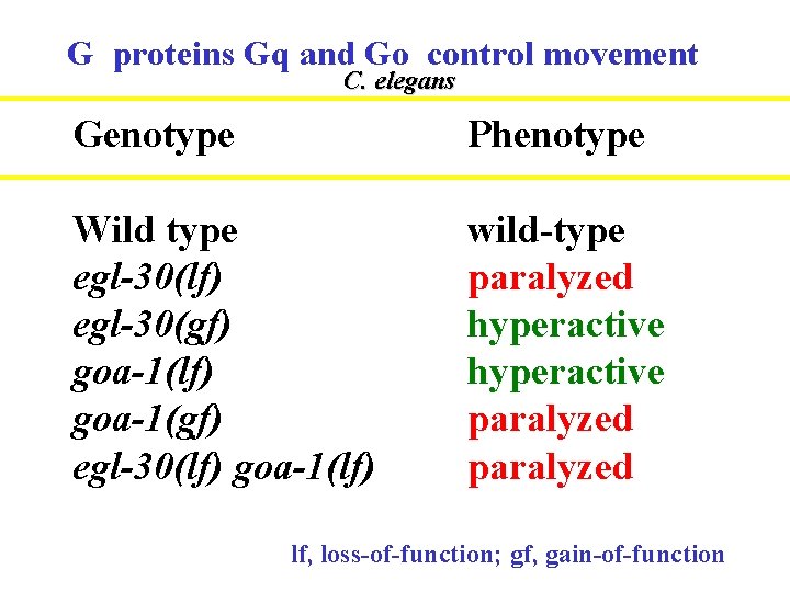 G proteins Gq and Go control movement C. elegans Genotype Phenotype Wild type egl-30(lf)
