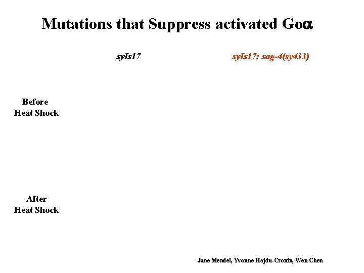 Mutations that Suppress activated Go sy. Is 17; sag-4(sy 433) Before Heat Shock After