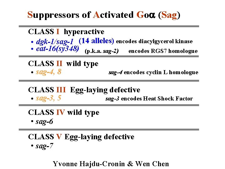 Suppressors of Activated Go (Sag) CLASS I hyperactive • dgk-1/sag-1 (14 alleles) encodes diacylgycerol