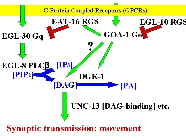 G Protein Coupled Receptors (GPCRs) EAT-16 RGS EGL-30 Gq ? EGL-10 RGS GOA-1 Go