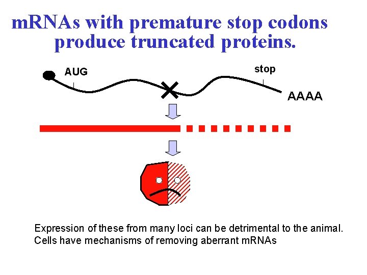 m. RNAs with premature stop codons produce truncated proteins. AUG stop AAAA Expression of