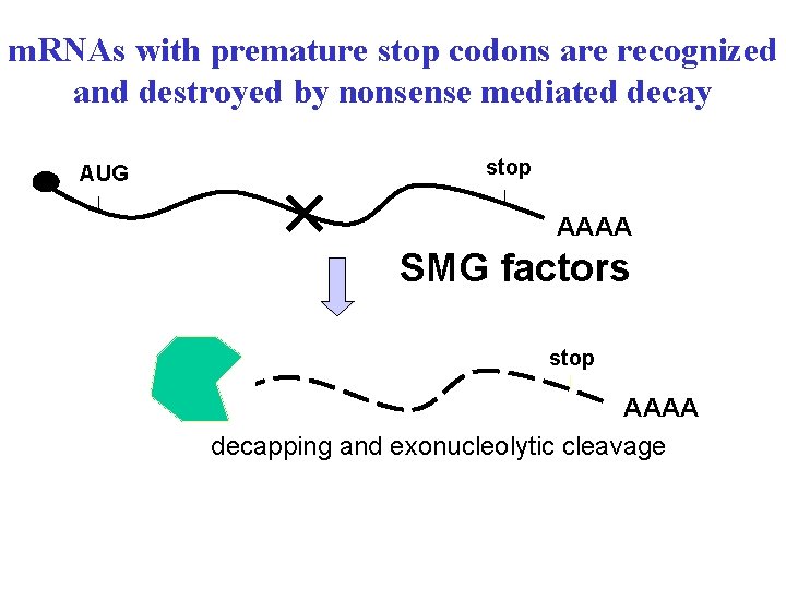 m. RNAs with premature stop codons are recognized and destroyed by nonsense mediated decay