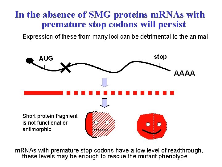 In the absence of SMG proteins m. RNAs with premature stop codons will persist