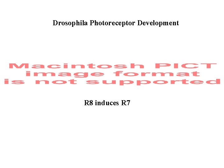 Drosophila Photoreceptor Development R 8 induces R 7 