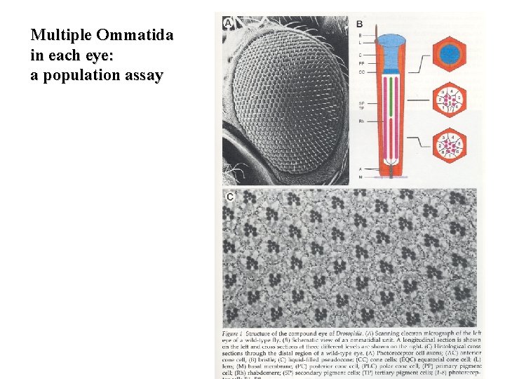 Multiple Ommatida in each eye: a population assay 