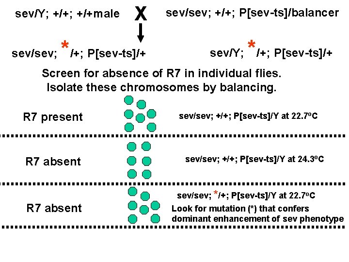 sev/Y; +/+male * X sev/sev; /+; P[sev-ts]/+ sev/sev; +/+; P[sev-ts]/balancer * sev/Y; /+; P[sev-ts]/+