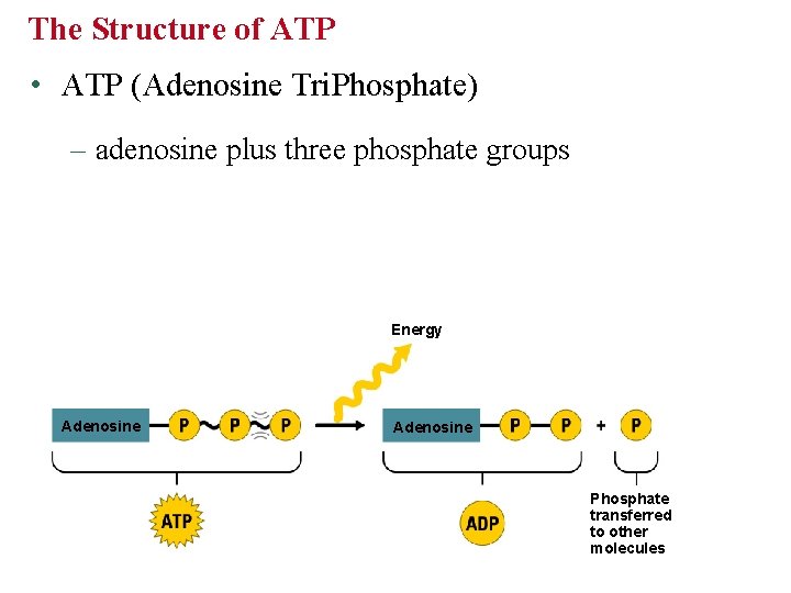 The Structure of ATP • ATP (Adenosine Tri. Phosphate) – adenosine plus three phosphate