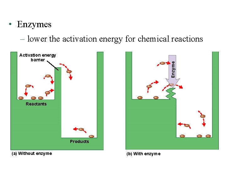  • Enzymes – lower the activation energy for chemical reactions Enzyme Activation energy