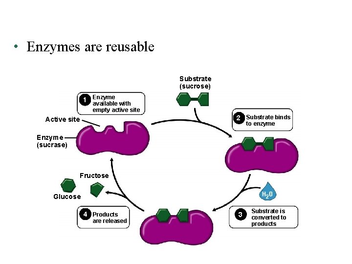  • Enzymes are reusable Substrate (sucrose) 1 Enzyme available with empty active site