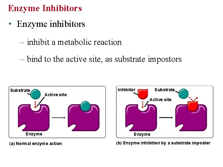 Enzyme Inhibitors • Enzyme inhibitors – inhibit a metabolic reaction – bind to the