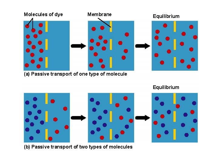 Molecules of dye Membrane Equilibrium (a) Passive transport of one type of molecule Equilibrium
