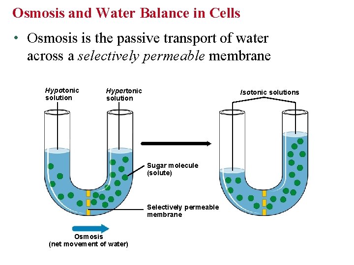 Osmosis and Water Balance in Cells • Osmosis is the passive transport of water