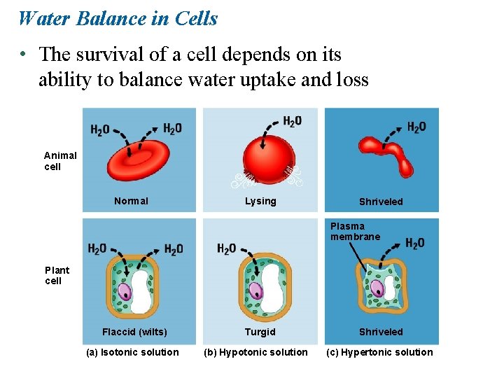 Water Balance in Cells • The survival of a cell depends on its ability