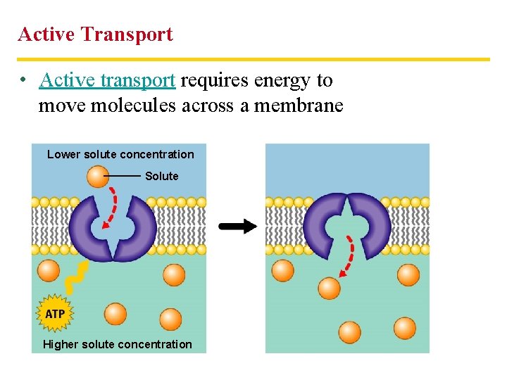Active Transport • Active transport requires energy to move molecules across a membrane Lower