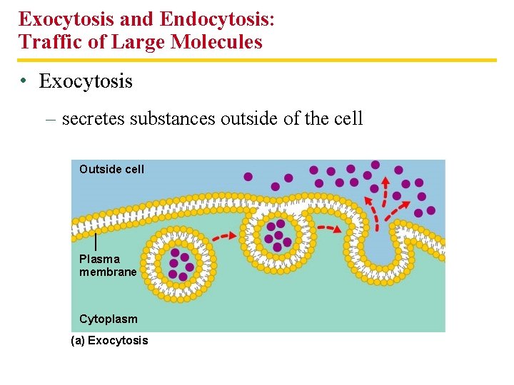 Exocytosis and Endocytosis: Traffic of Large Molecules • Exocytosis – secretes substances outside of