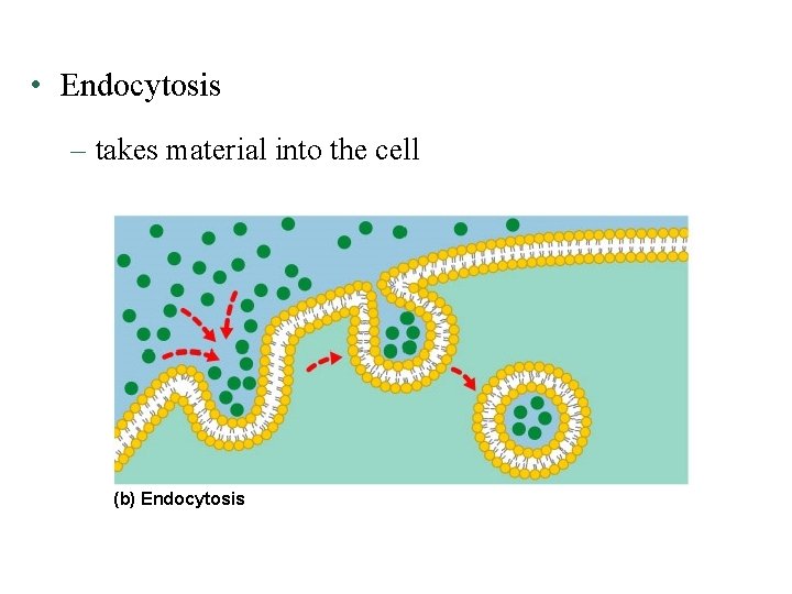  • Endocytosis – takes material into the cell (b) Endocytosis 