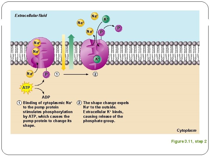 Extracellular fluid Na+ K+ Na+ P P Na+ K+ Na+ P ATP ADP Binding