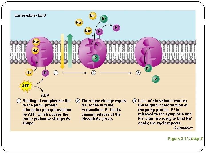 Extracellular fluid Na+ K+ Na+ P P Na+ K+ P K+ ATP ADP Binding