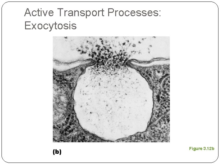 Active Transport Processes: Exocytosis Figure 3. 12 b 
