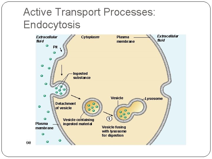 Active Transport Processes: Endocytosis Extracellular fluid Cytoplasm Plasma membrane Extracellular fluid Pit Ingested substance