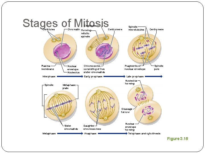 Stages of Mitosis Centrioles Plasma membrane Centrioles Chromatin Forming mitotic spindle Nuclear envelope Nucleolus