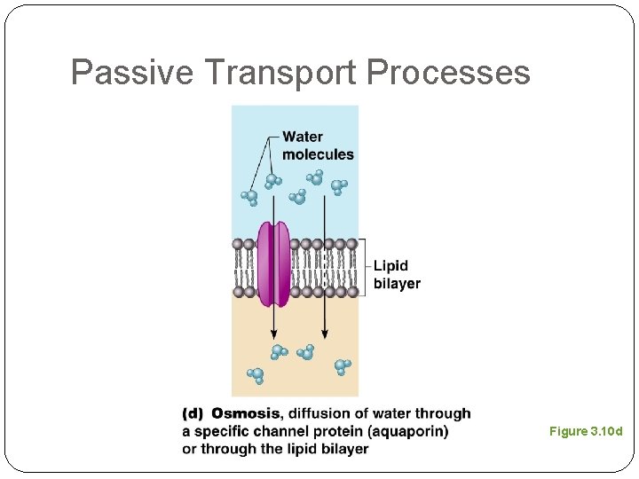 Passive Transport Processes Figure 3. 10 d 