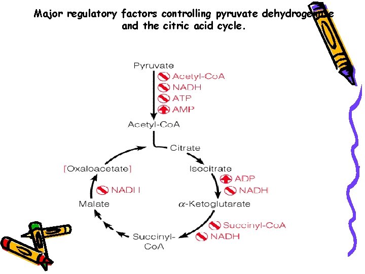 Major regulatory factors controlling pyruvate dehydrogenase and the citric acid cycle. 