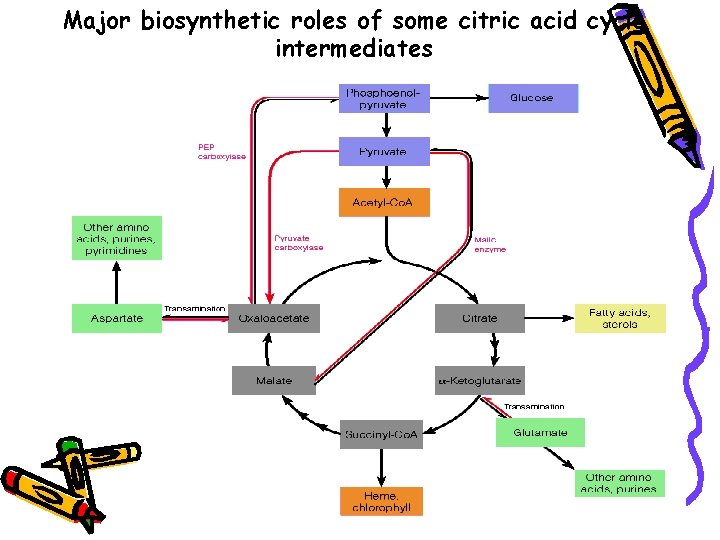 Major biosynthetic roles of some citric acid cycle intermediates 