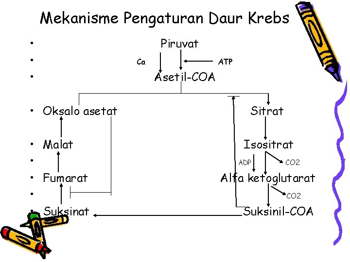 Mekanisme Pengaturan Daur Krebs • • Oksalo asetat • Malat • • Fumarat •