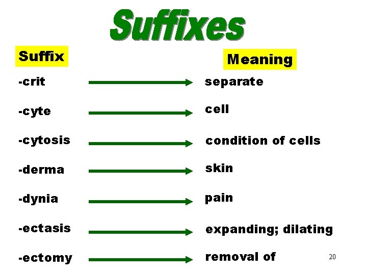 Suffixes (crit–ectomy) Meaning -crit separate -cyte cell -cytosis condition of cells -derma skin -dynia Suffixes (crit–ectomy) Meaning -crit separate -cyte cell -cytosis condition of cells -derma skin -dynia