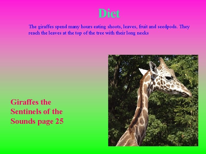 Diet The giraffes spend many hours eating shoots, leaves, fruit and seedpods. They reach