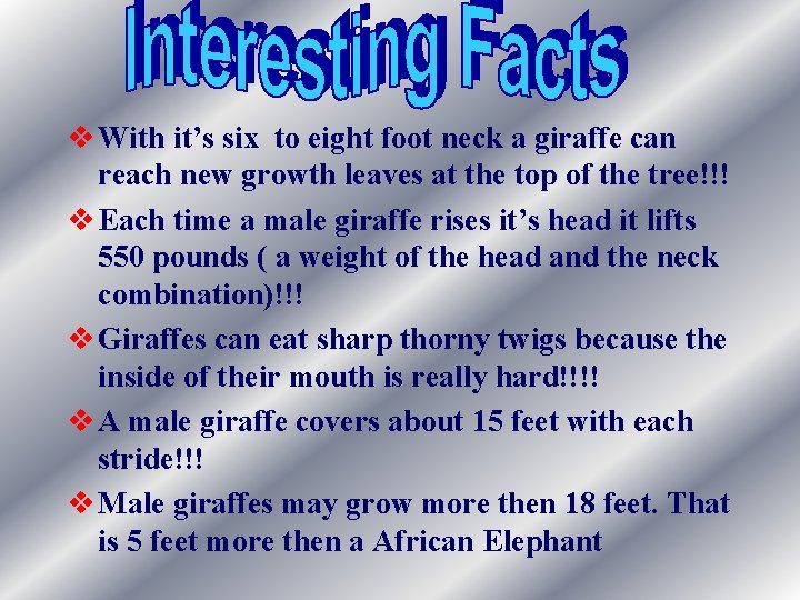 v With it’s six to eight foot neck a giraffe can reach new growth