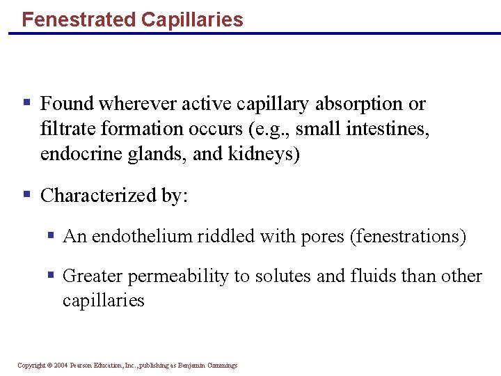 Fenestrated Capillaries § Found wherever active capillary absorption or filtrate formation occurs (e. g.