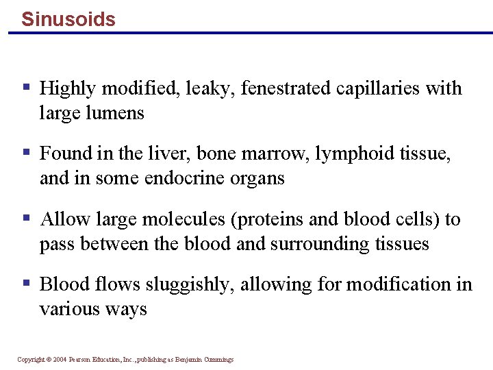 Sinusoids § Highly modified, leaky, fenestrated capillaries with large lumens § Found in the