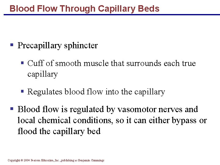 Blood Flow Through Capillary Beds § Precapillary sphincter § Cuff of smooth muscle that