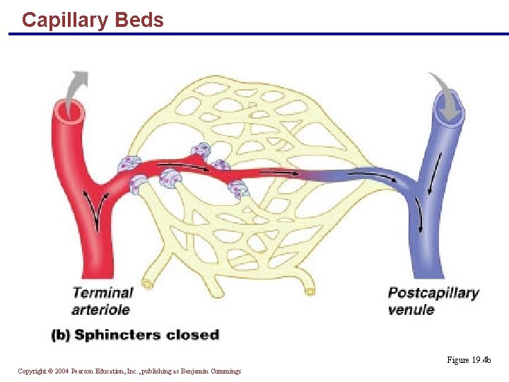 Capillary Beds Figure 19. 4 b Copyright © 2004 Pearson Education, Inc. , publishing