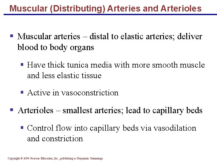 Muscular (Distributing) Arteries and Arterioles § Muscular arteries – distal to elastic arteries; deliver