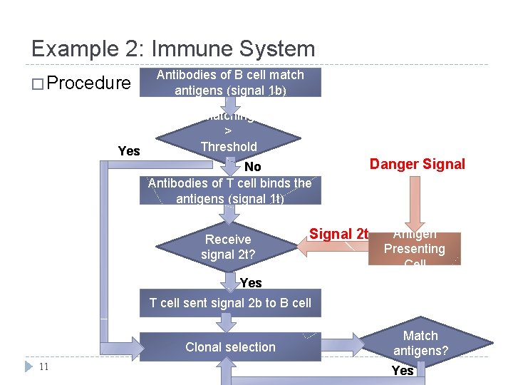 Example 2: Immune System � Procedure Yes Antibodies of B cell match antigens (signal