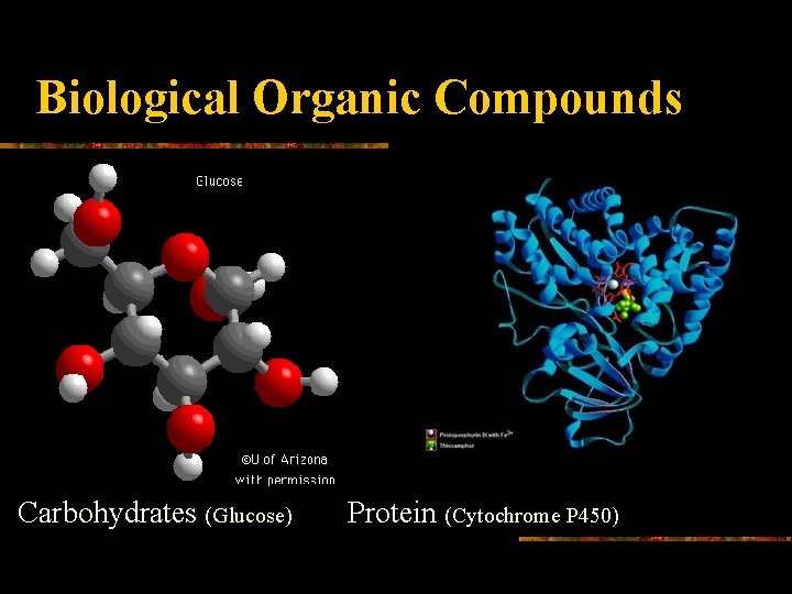 Biological Organic Compounds Carbohydrates (Glucose) Protein (Cytochrome P 450) 