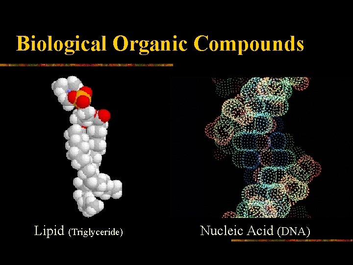 Biological Organic Compounds Lipid (Triglyceride) Nucleic Acid (DNA) 