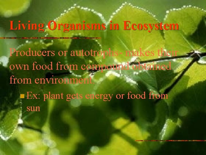 Living Organisms in Ecosystem Producers or autotrophs- makes their own food from compound obtained