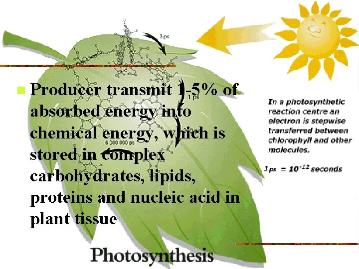 n Producer transmit 1 -5% of absorbed energy into chemical energy, which is stored