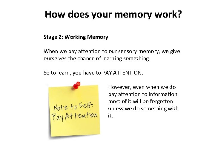 How does your memory work? Stage 2: Working Memory When we pay attention to