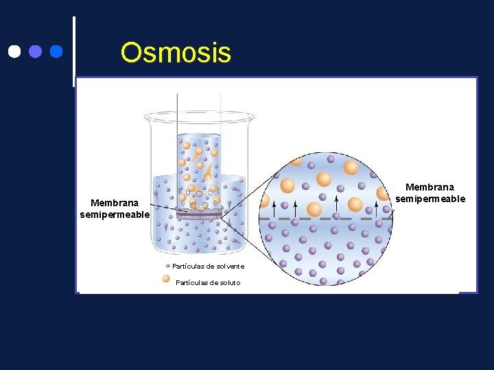 Osmosis Membrana semipermeable Partículas de solvente Partículas de soluto 