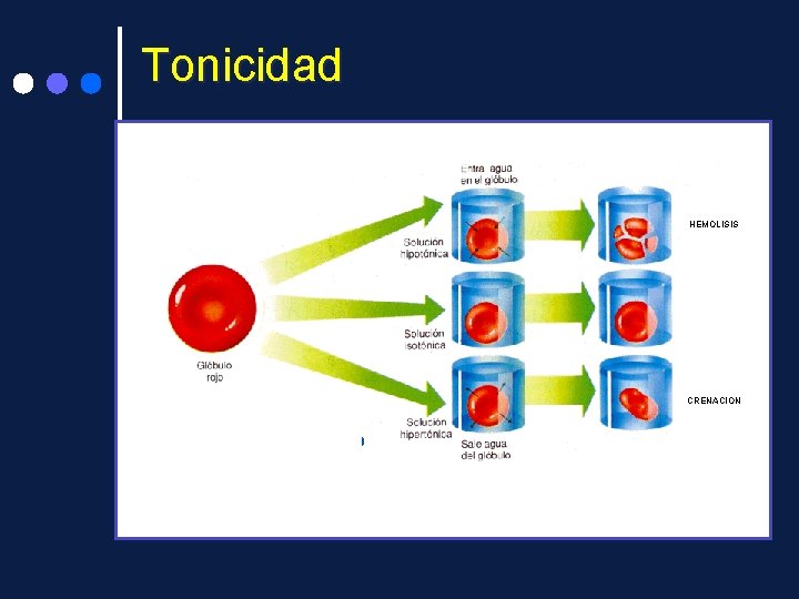 Tonicidad HEMOLISIS CRENACION 