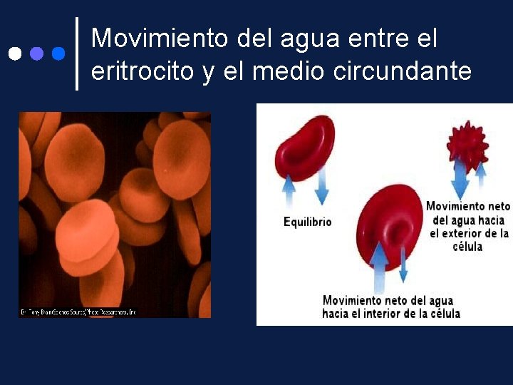 Movimiento del agua entre el eritrocito y el medio circundante 
